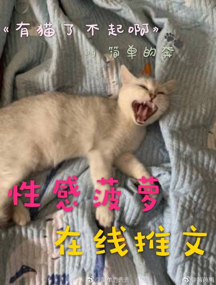 有猫了不起啊